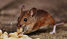 Find Exterminators in Ziebach County